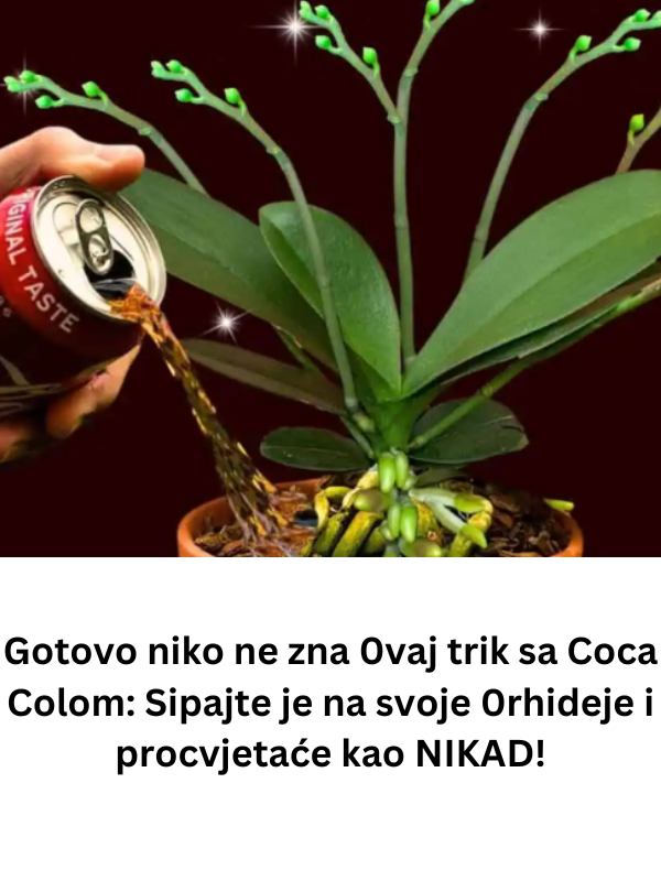 Čišćenje listova orhideje s Coca-Colom
