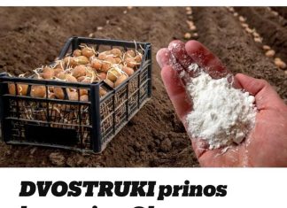Dvostruki prinos krompira obavezno ubacite u zemlju prije sijanja