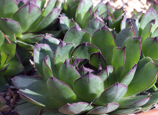 Svako jutro jedite po jedan jedan list cuvarkuce i za 30 dana imat cete nevjerovatne rezultate