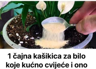 Samo jedna kasicica i svako kucno cvijece ce zazeleniti