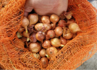 Pri sadnji luka uvijek dodajem ovo zato su glavice krupne