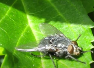 NIKADA IH VIŠE NEĆETE VIDJETI U KUĆI: POMOĆU SAMO JEDNE NAMIRNICE RIJEŠITE SE MUHA ZAUVIJEK
