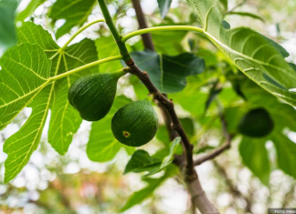 4 VRSTE VOĆA KOJE DIJABETIČARI NE SMEJU DA JEDU: Šećer skače vrtoglavo od samo jedne porcije ovog voća