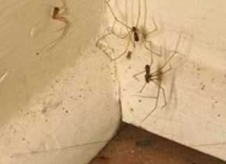 PAUKOVI NE PODNOSE MIRIS JEDNE BILJKE: Nabavite je i nećete ih više vidjeti u kući