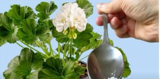 Odmah je procvetao! Samo 1 kašičica bilo kog sobnog cveća će zagarantovano procvetati!