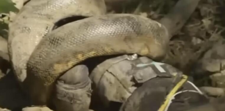 Obukao je specijalno odelo i dozvolio anakondi da ga proguta ne sluteći šta će ga snaći: Sat vremena bio je u paklu