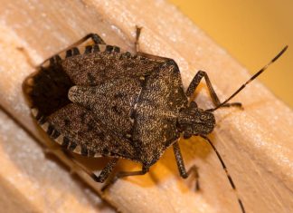 STAVITE OVO KOD VRATA I SVIH PROZORA: Smrdibube se neće približiti vašem domu!