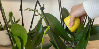 URADITE 0V0 0RHIDEJAMA I NOVE GRANE I LISTOVI ĆE KRENUTI:Stalno će cvjetati ,a orhideja će biti zdrava i prelijepa