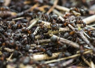 Mravi nagovještavaju buduće događaje u vašem životu: Evo kada slute na zlo i donose nesreću