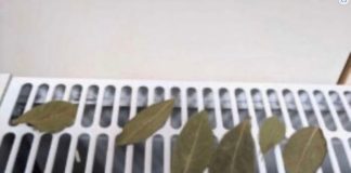 Moja baka stavi lovorov list na radijator u spavaćoj sobi, jer se vjeruje da rješava ovaj problem u kućanstvu.