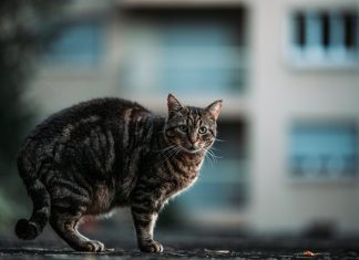 Zašto vam mačka donosi plijen pred vrata :Često ga baci vlasniku pred noge,a to ima samo tri značenja!!!