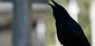 SIGNALI KOJE PREMINULE OSOBE ŠALJU: Poznati medij tvrdi da je to ZNAK da su tu i da nam žele nešto poručiti