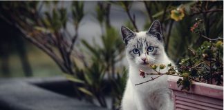 Ako vam na kućni prag dođe nepoznata mačka, to znači samo jedno: Dobro se pripremite