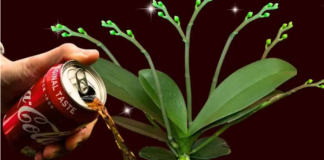 Gotovo niko ne zna 0vaj trik sa Coca Colom: Sipajte je na svoje 0rhideje i procvjetaće kao NIKAD!