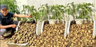 Nikada više ne moram da kupujem krompir, EVO kako ja uzgajam krompir A DA NIŠTA NE RADIM