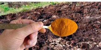 1 KAŠIKA zamjenjuje tonu stajnjaka: Posipam njome cijelu baštu, onda samo imam vremena da uberem toliko!