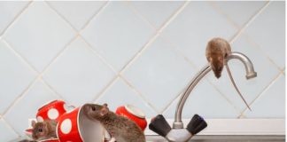 Nekoliko kapi ovog proizvoda će vam pomoći da TRAJNO otjerate miševe iz kuće: Slijedite OVU proceduru!