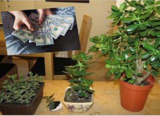 ZOVU JE ‘DRVO N0VCA’: Pogledajte gdje trebate staviti OVU BILJKU i novčanik će vam biti PUN PARA DO VRHA!