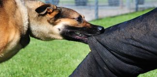 Ako vas napadne krvoločan pas, uradite ovo: PRESTAĆE ODMAH, AKO IZGOVORITE OVU RIJEČ