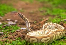 Žena otišla da okopava svoju baštu i nestala: Kada su otvorili utrobu 7 metara dugačkog pitona, prizor ih je zaprepastio