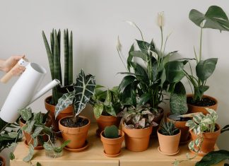 Kako sačuvati biljke tokom zime: Dodajte 1 neobičan sastojak u vodu za zalivanje i bujaće kao u proleće