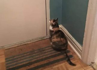 Nepoznata mačka se pojavila pred vašim kućnim pragom? To znači samo jedno – pripremite se