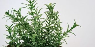 Ova čarobna biljka stoljećima se koristi kao talisman u domu: morate je nabaviti, a evo i zašto.