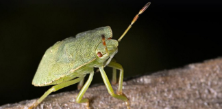 SMRDIBUBE HARAJU, ALI POSTOJI TRIK: Evo kako da vam nikad više ne uđu u dom – caka je u jednoj stvari