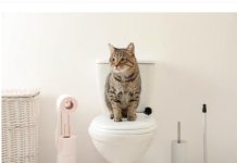 Zašto se mačke često kriju u kupatilu a mrze vodu? Postoji razlog koji niste ni slutili