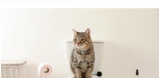 Zašto se mačke često kriju u kupatilu a mrze vodu? Postoji razlog koji niste ni slutili