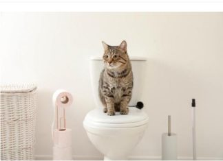 Zašto se mačke često kriju u kupatilu a mrze vodu? Postoji razlog koji niste ni slutili