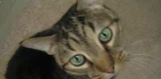 Ako vam je tuđa mačka došla na kućni prag, to ima samo jedno značenje: Pripremite se, čeka vas ovo