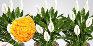 ODMAH JE PROCVJETALA! 1 kašičica za svaki kućni cvijet i bujno cvjetanje je zagarantovano!