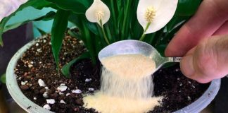 Nakon ovog moje sobne biljke CVATU kao divlje: Dodajte po 1 kašičicu u svaku saksiju, ništa više!