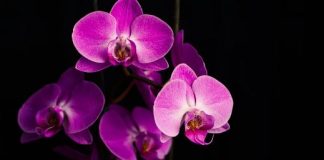 TRIK DA ORHIDE TRAJU VJEČNO: Nikada nisu bile tako bujne i snažne!!!