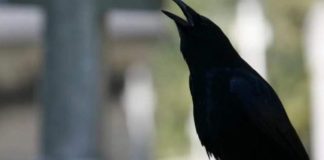 SIGNALI KOJE PREMINULE OSOBE ŠALJU: Poznati medij tvrdi da je to ZNAK da su tu i da nam žele nešto poručiti