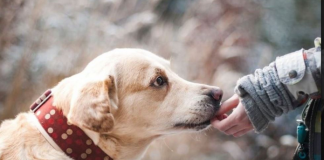 ZNATE LI ŠTA ZNAČI AKO VAM PAS LIŽE RUKU: Nije ljubav, evo šta želi da vam poruči