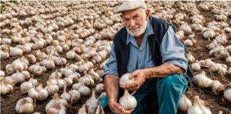 Želite obilan urod velikih glavica češnjaka? Posadite ih u OŽUJKU, a dobivene glavice bit će iznimno velike i robusne kakve dosad niste vidjeli!