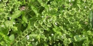 SVAKA ŽENA OVO MORA DA IMA: Ova biljka ČUVA kuću od zla i garantuje sretan BRAK i NOVAC!