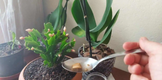 VLASNIK CVJEĆARNICE MI JE SAVJETOVAO OVU DOMAĆU PREHRANU: Moja orhideja, spathiphyllum i kaktus već su procvjetali!