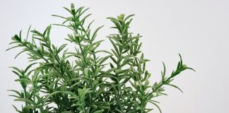 Ova magična biljka vekovima služi kao amajlija u kući: Obavezno je nabavite, evo i zbog čega