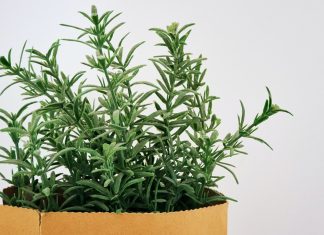 Ova magična biljka vekovima služi kao amajlija u kući: Obavezno je nabavite, evo i zbog čega