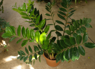 Samo 3 supene kašike i zamiokulkas će dati PUNO novih listova!