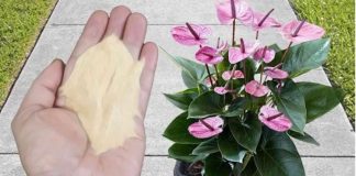 Najpreporučljivije đubrivo za sobne biljke od strane BAŠTOVARA: Imate ga u kuhinji kod kuće i posle njega sve živo cvjeta!