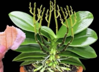 Stavite 1 komad ispod orhideje! Odjednom izraste 100 grana i cvjeta cijele godine