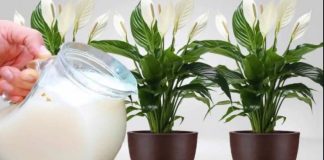 Samo 1 šoljica će bukvalno učiniti da SPATIFILUM eksplodira: Nikada prije niste vidjeli toliko cvijeća i novih listova!