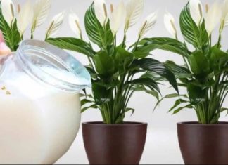 Samo 1 šoljica će bukvalno učiniti da SPATIFILUM eksplodira: Nikada prije niste vidjeli toliko cvijeća i novih listova!