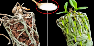 Samo joj dajte 1 kašiku i uništena ORHIDEJA će niknuti mnogo novih korijena!