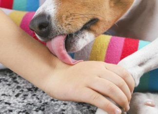 EVO ŠTA ZNAČI AKO VAM PAS LIŽE RUKU: Nije ljubav, evo šta želi da vam poruči ! (foto)