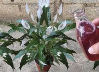 Samo ga sipajte u saksiju i cvijet cvjeta skoro NON-STOP: Nema bolesti, imamo 5 puta više lijepih listova i cvjetova!